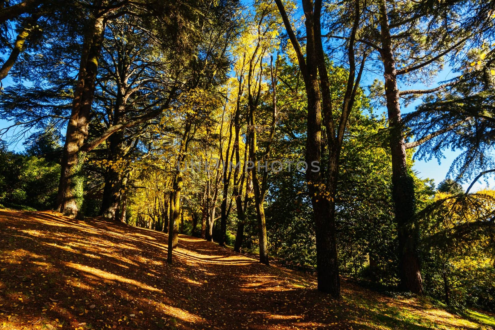 Wombat Hill Botanic Gardens in Daylesford Australia by FiledIMAGE