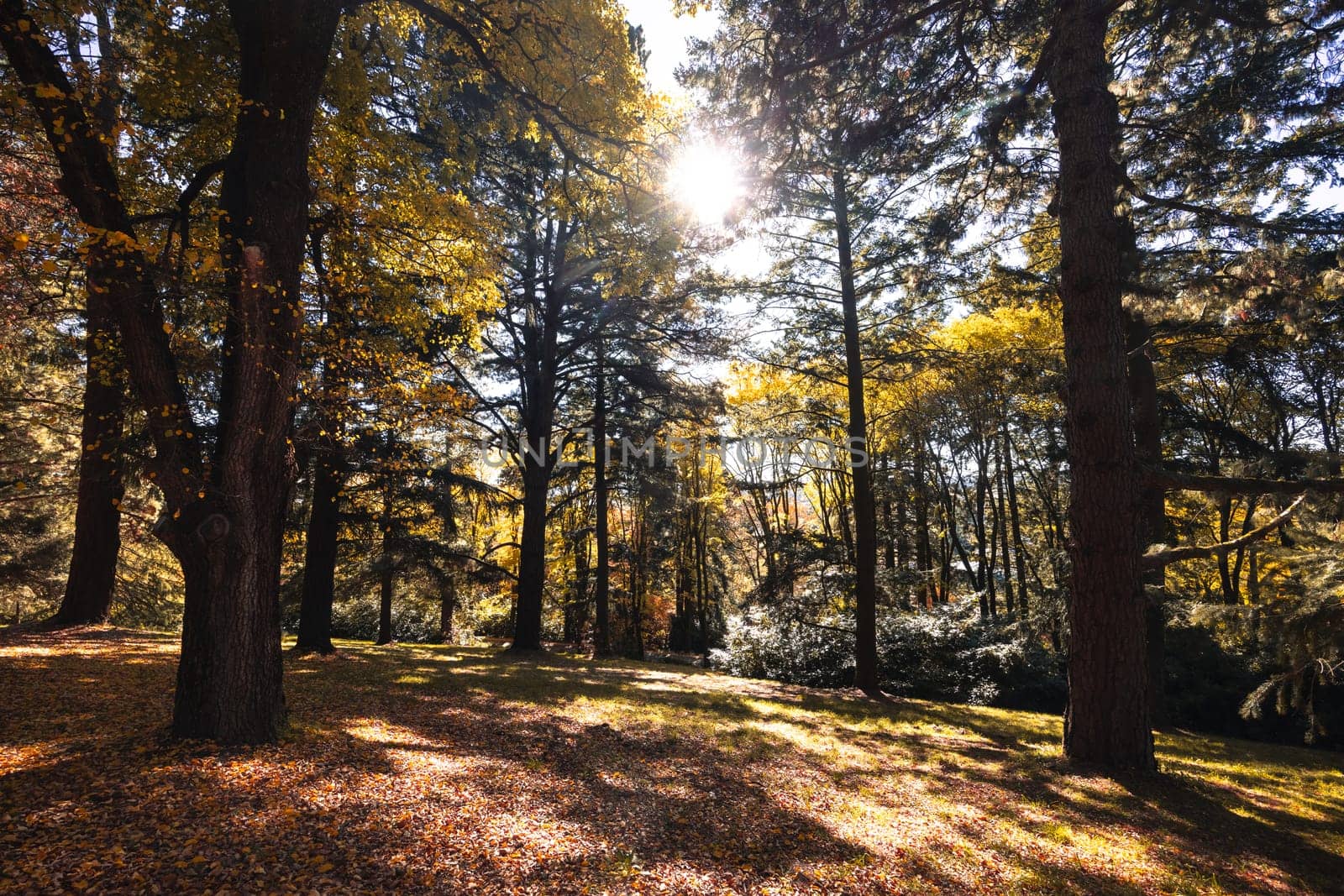 A late autumn afternoon in Wombat Hill Botanic Gardens in Daylesford Victoria Australia