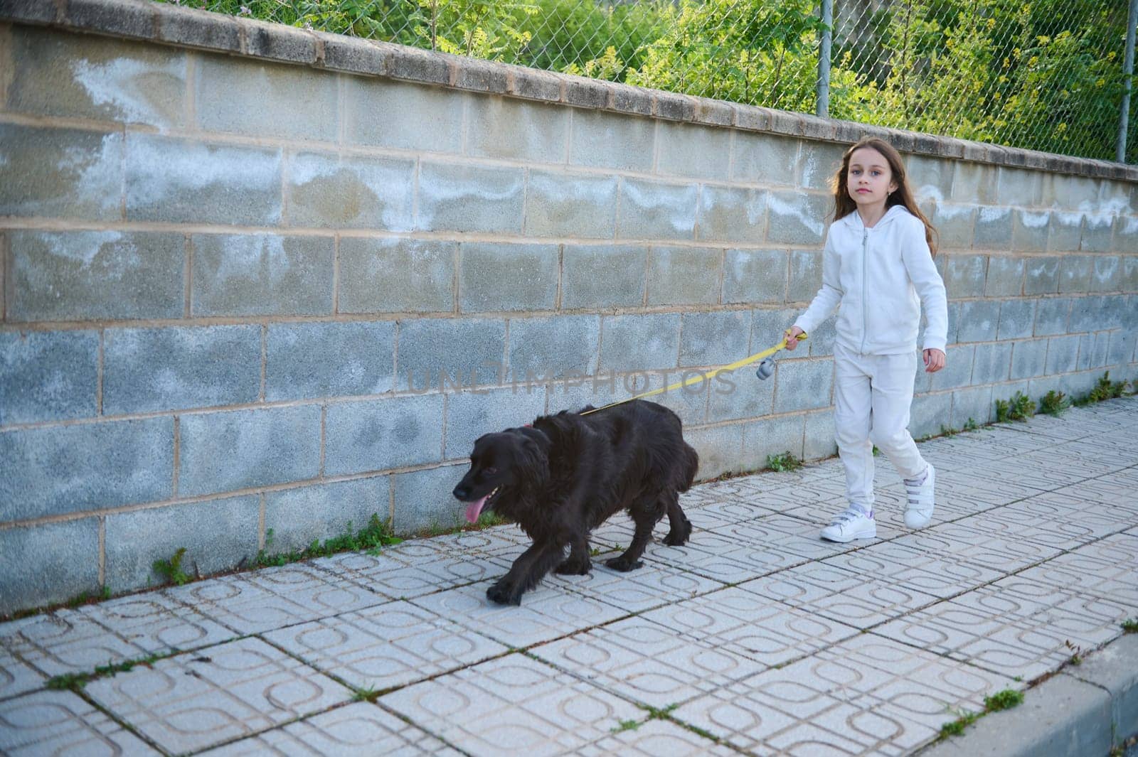 Front shot. Full length portrait of a little child girl taking her cocker spaniel dog for a walk on leash ., against white stone fence background. People. Playing pets. Nature. Lifestyle. Childhood