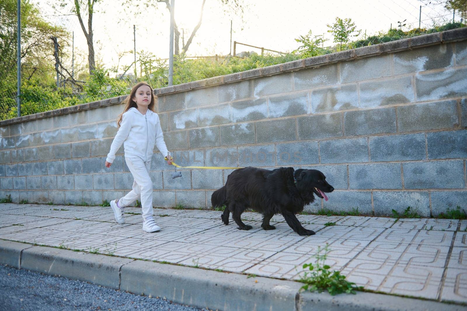 Front shot. Full length portrait of a little kid girl taking her cocker spaniel dog for a walk on leash ., against white stone fence background. People. Playing pets. Nature. Lifestyle. Childhood