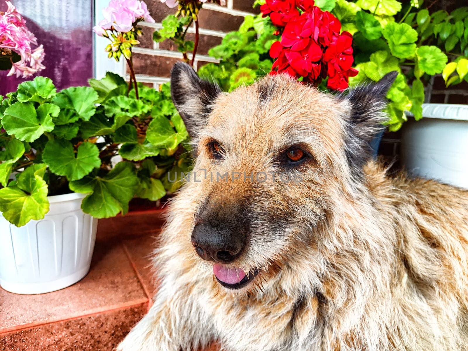 Alert Mixed-Breed Dog Sitting on Patio Surrounded by Potted Plants. A brindle-coated dog with ears perked up, sitting among colorful flowers
