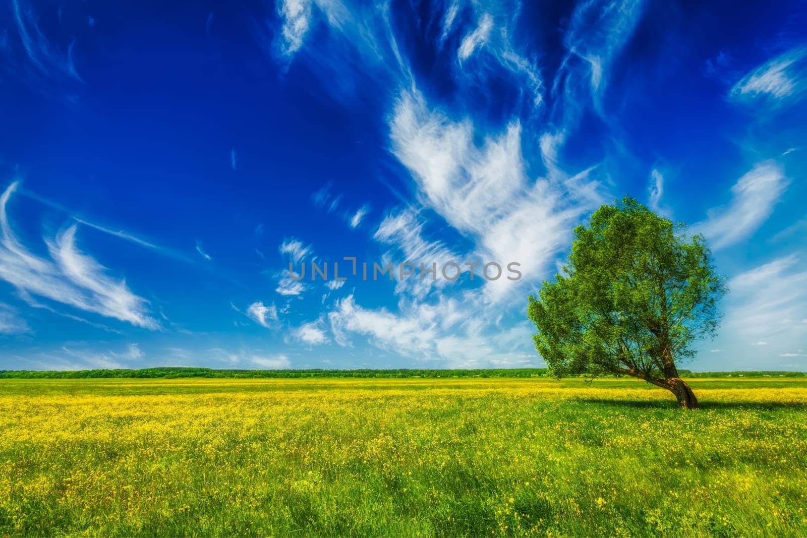 Spring summer background - blooming flowers green grass field meadow scenery landscape under blue sky with single lonely tree