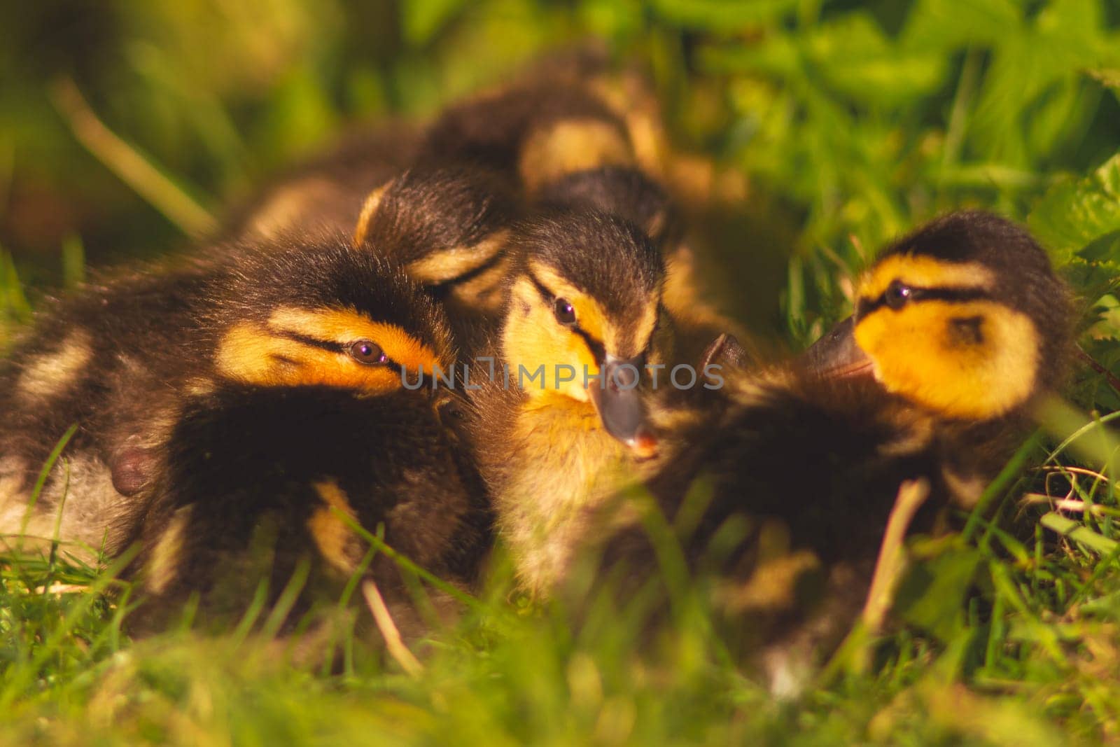 fluffy and small ducklings resting lying next to each other, wild nature