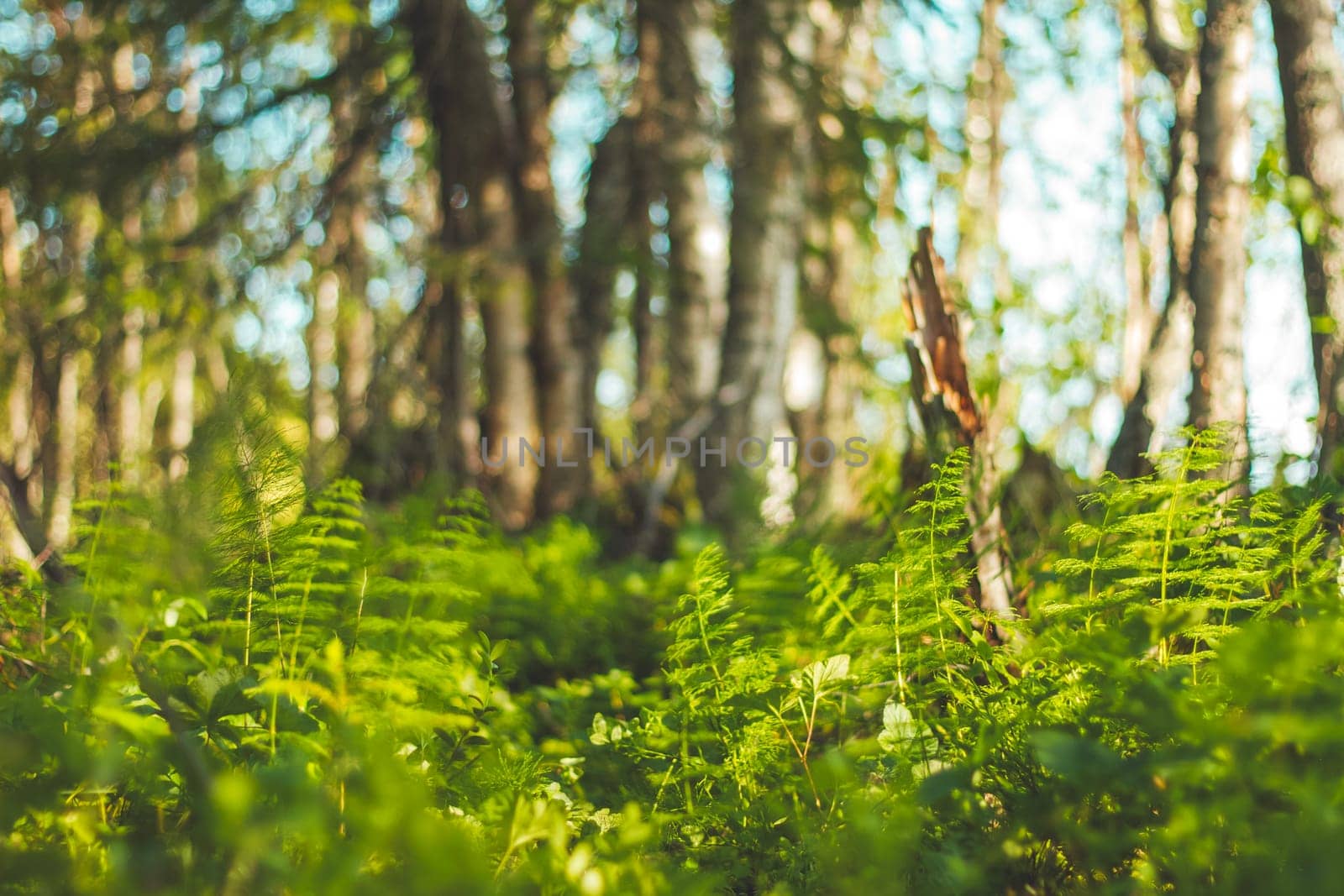 forest thicket on a sunny day, wild nature
