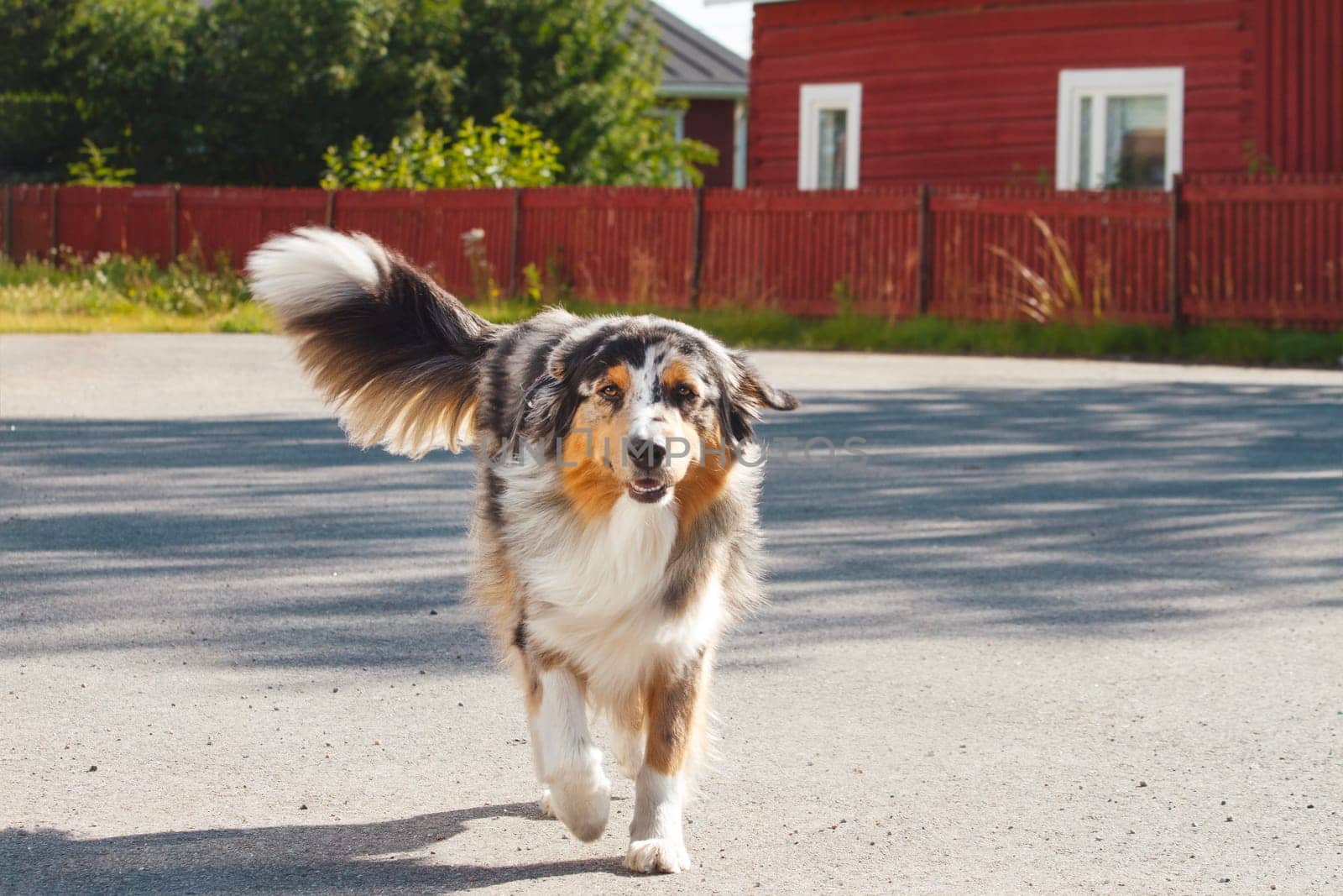 friendly dog runs wagging his tail,pets