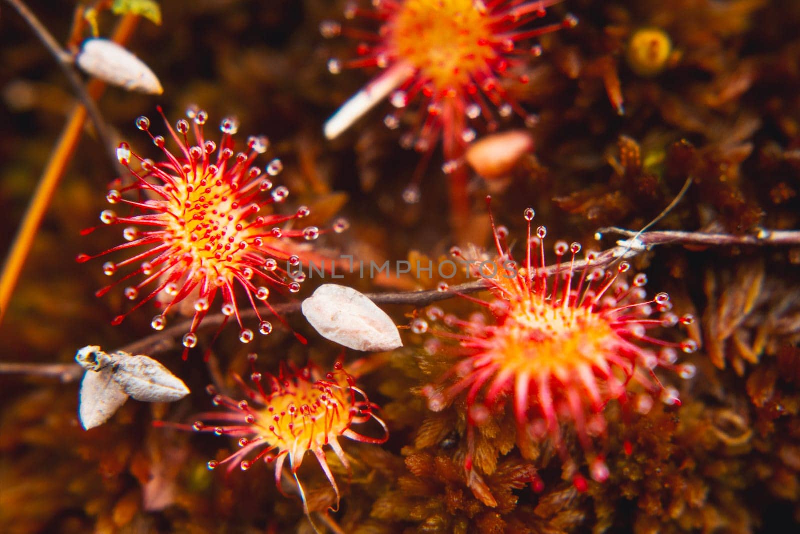 sundew, carnivorous plant, close-up view from above, wild nature