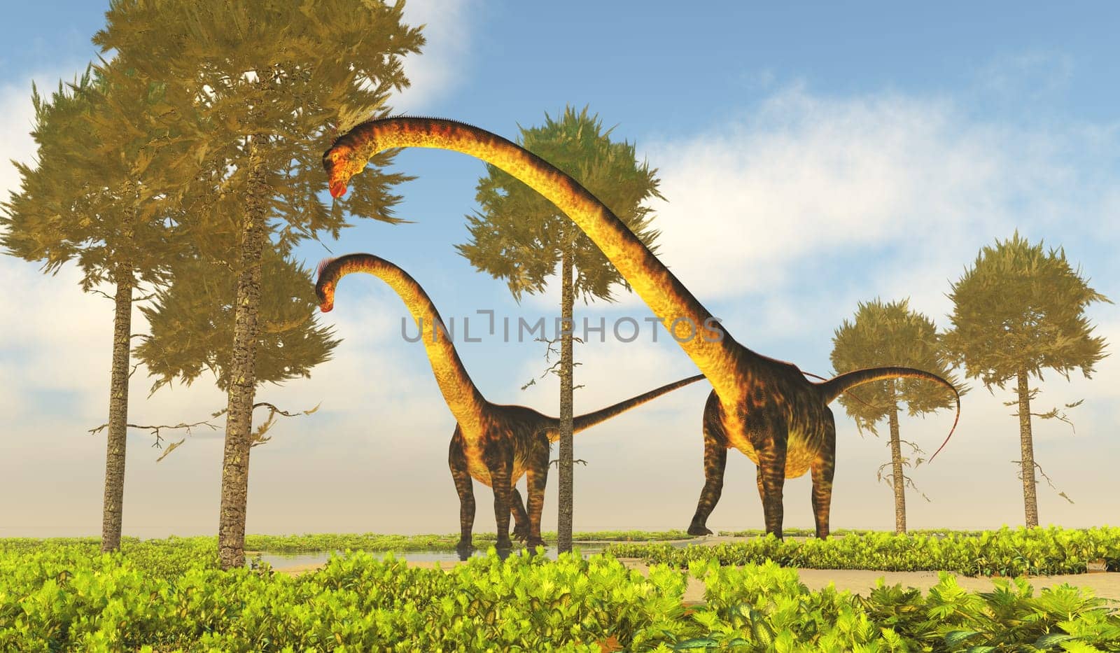 Barosaurus dinosaurs munch on Monkey Puzzle trees during the Jurassic Period of the United States.