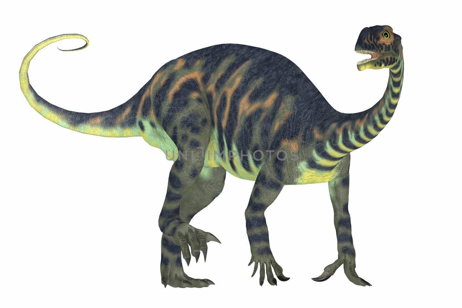 Massospondylus was a prosauropod dinosaur from the Jurassic Age of Africa and was a herbivore.