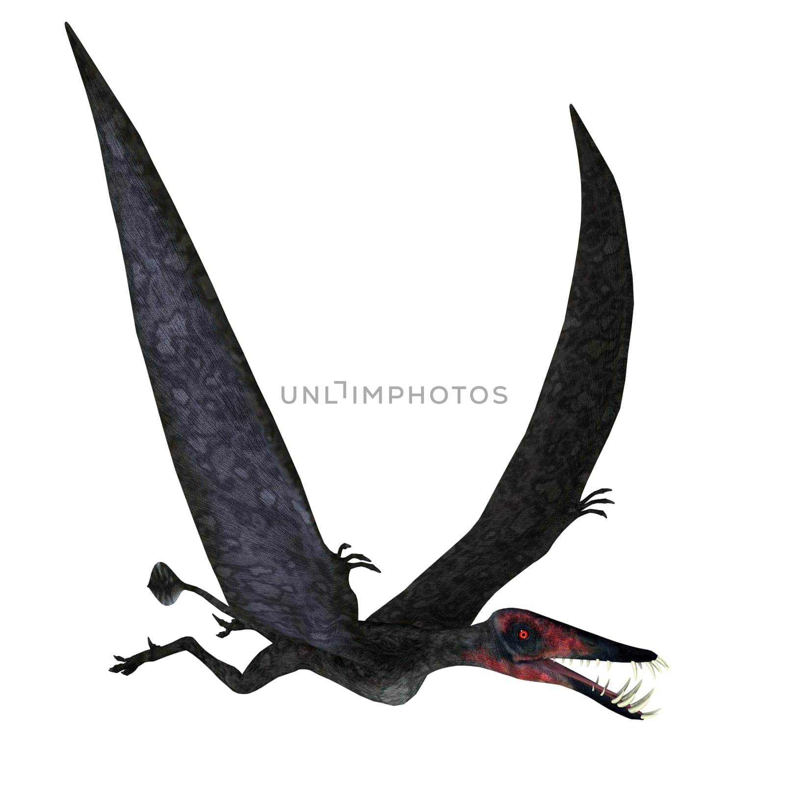 Dorygnathus Pterosaur in Flight by Catmando