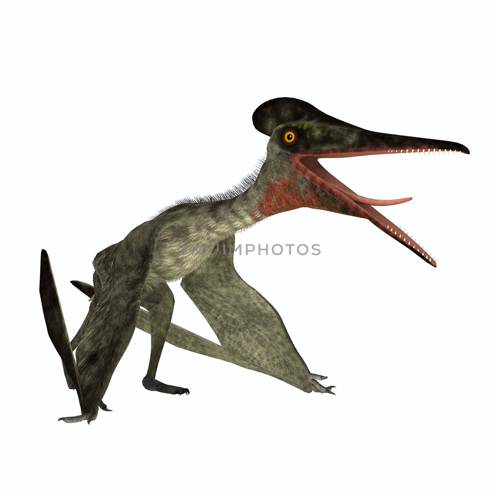 Pterodactylus was a flying carnivorous reptile that lived in the Jurassic Period of Bavaria, Germany.