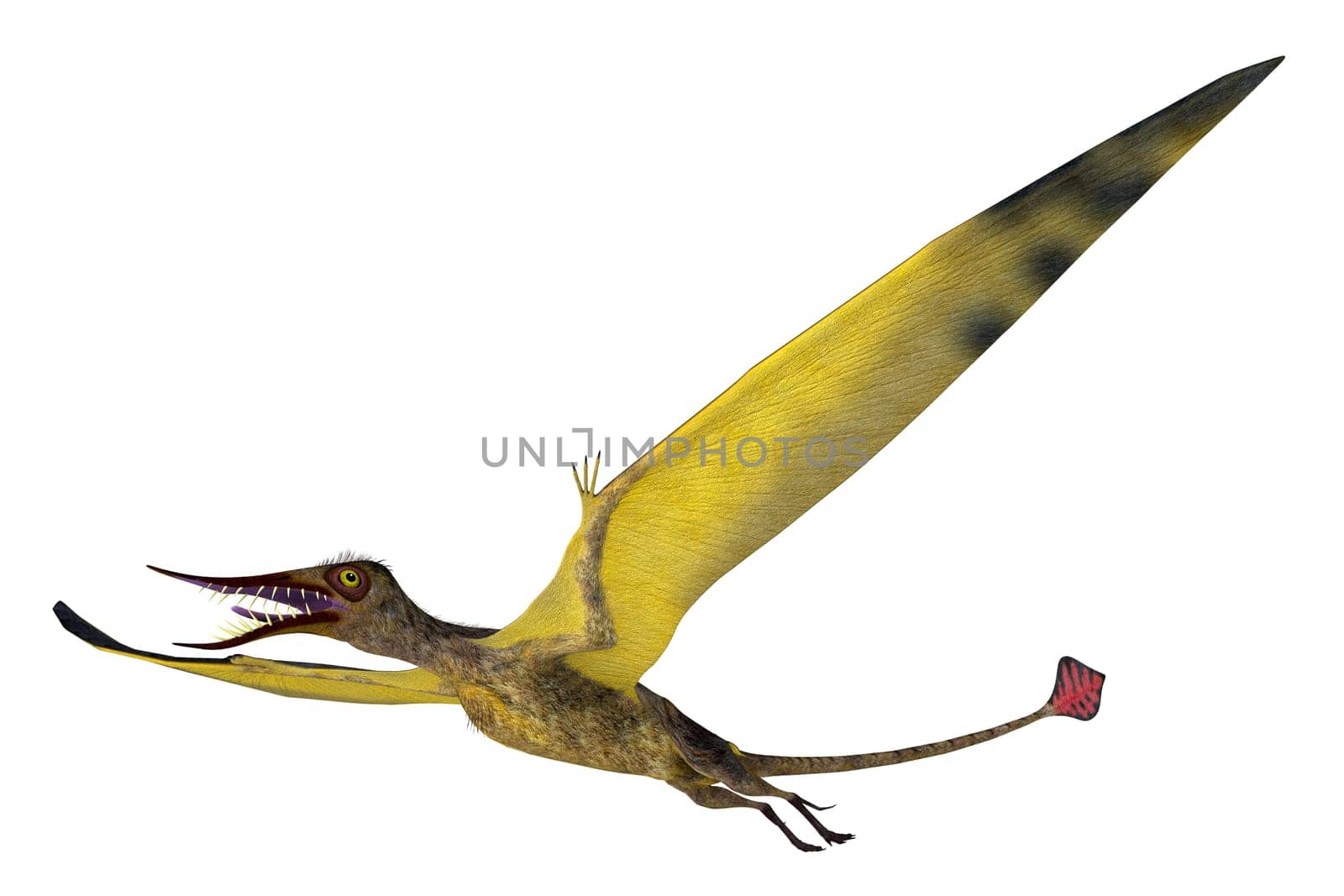 Rhamphorhynchus was a carnivorous predatory bird that lived in Europe during the Jurassic Period.