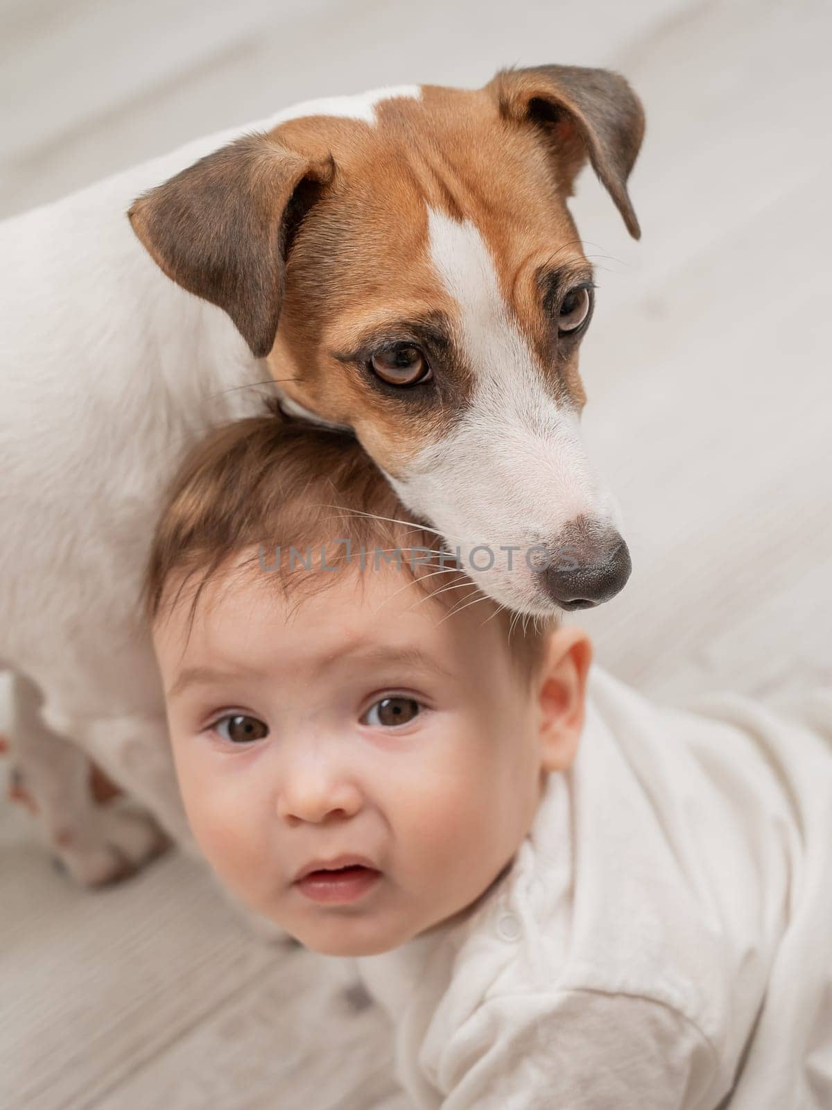 Cute baby boy and Jack Russell terrier dog lying in an embrace on a white background. Vertical photo. by mrwed54