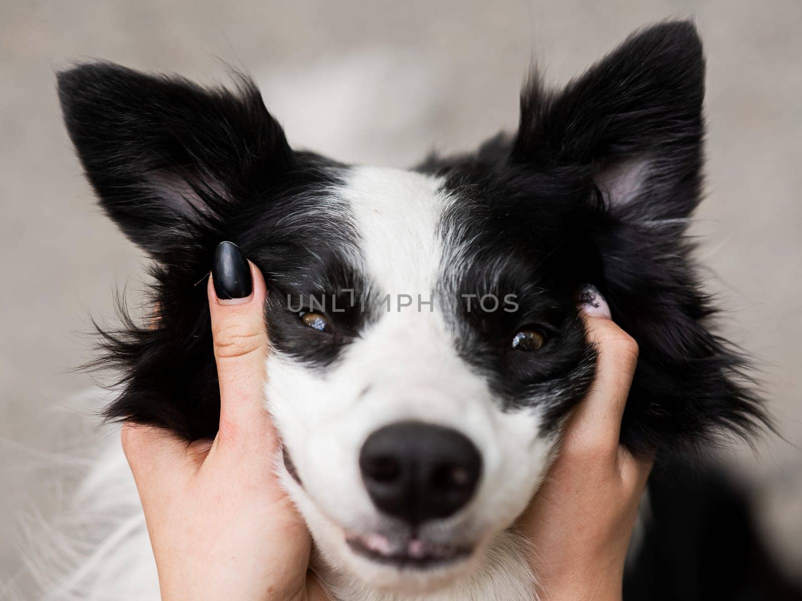 The owner squeezes the muzzle of the border collie dog outdoors