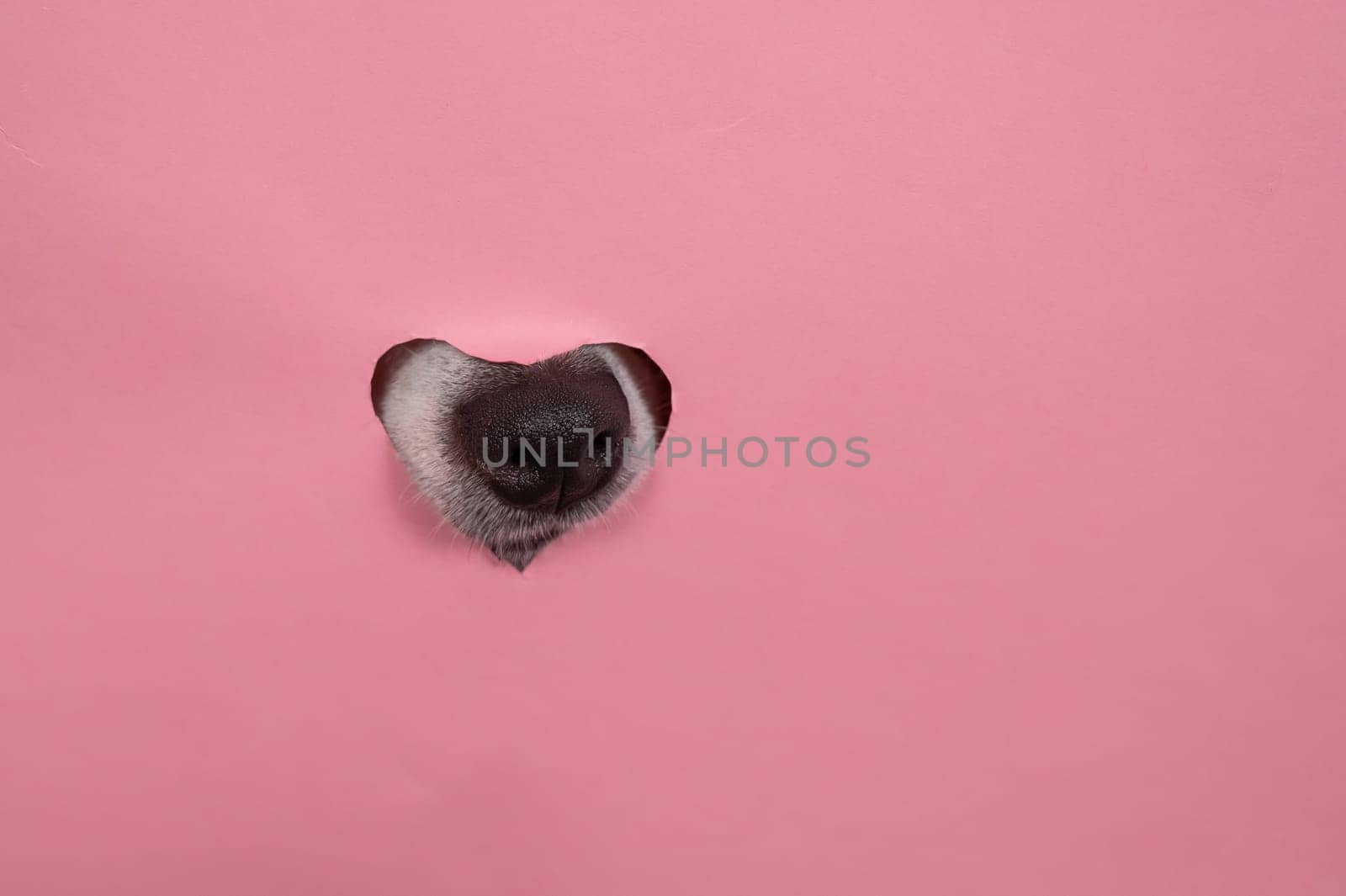 A dog's nose sticks out of a pink cardboard background. A hole in the shape of a heart