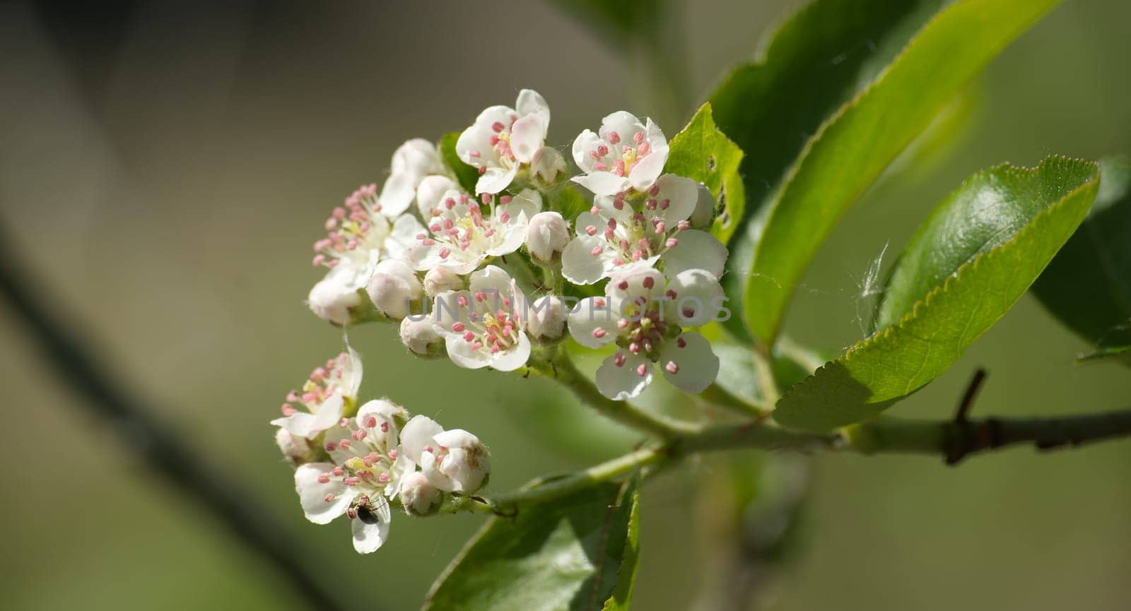 Blooming aronia melanocarpa in closeup. White flowers of black chokeberry, flowering of aronia with green leaves