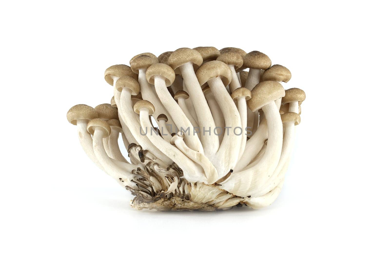 Group of Shimeji mushrooms isolated white background by NetPix