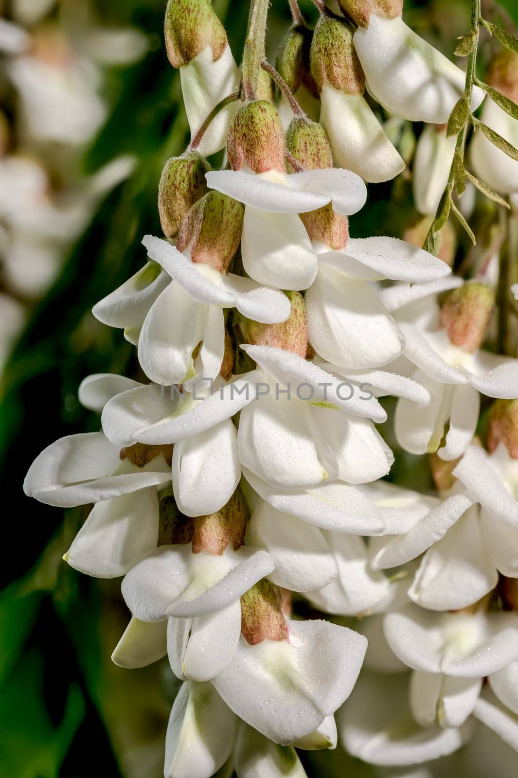 Beautiful Blooming flowers of white acacia tree on a black background. Flower head close-up.