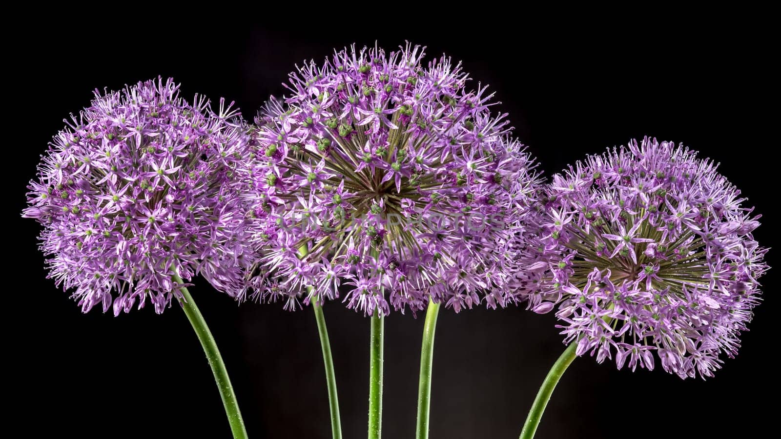 Beautiful Blooming pink flowers of allium aflatunense or ornamental onion on a black background. Flower head close-up.