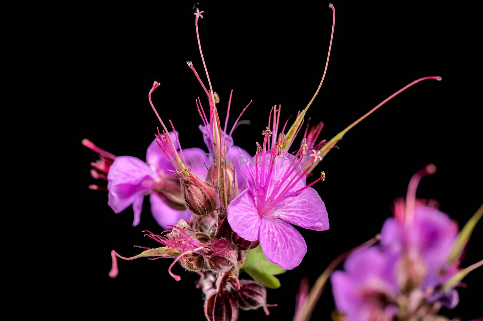Beautiful Blooming flowers of Geranium Cambridge on a black background. Flower head close-up.