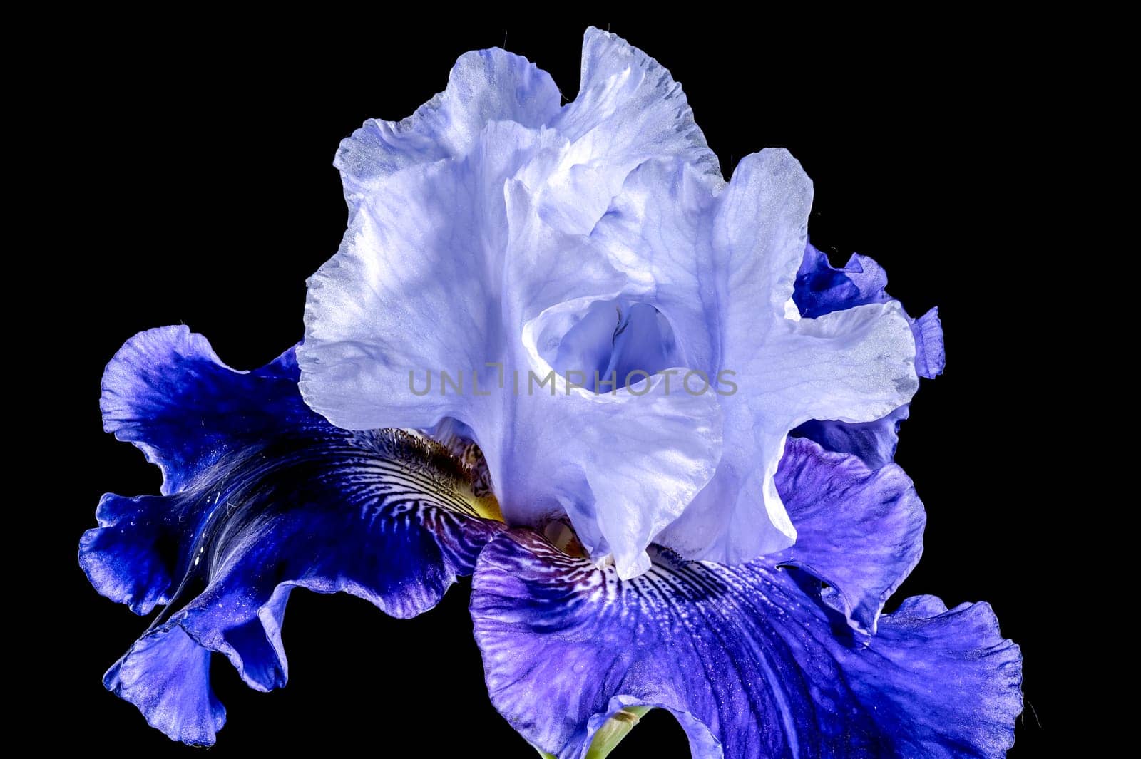 Blooming blue iris Mariposa Skies on a black background by Multipedia