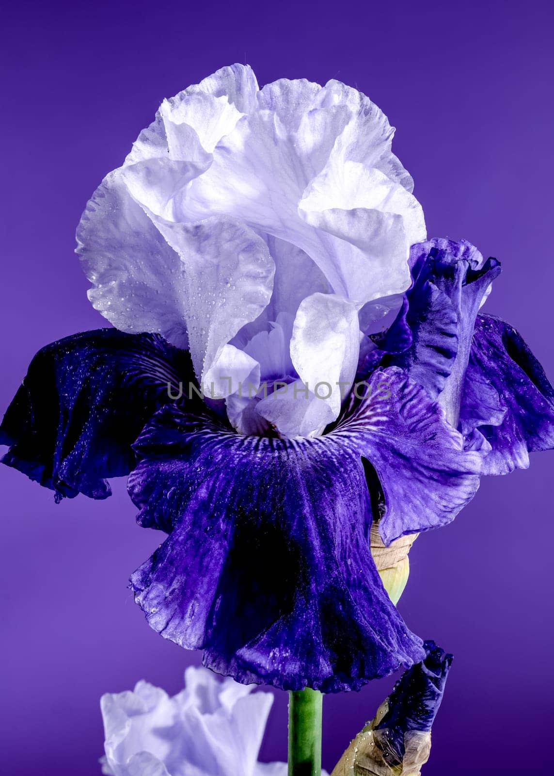 Blooming blue iris Mariposa Skies on a purple background by Multipedia