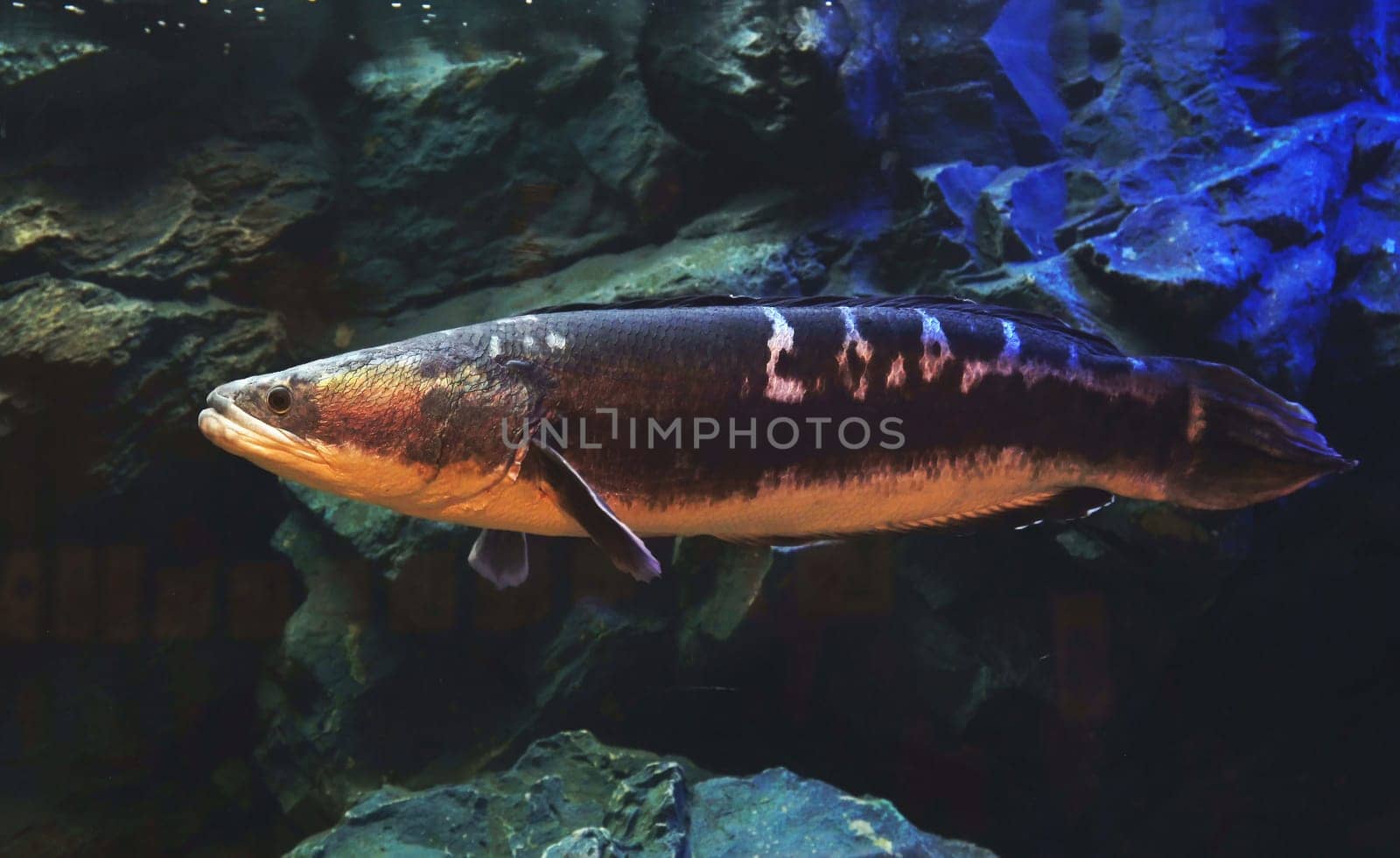 Giant snake head fish in aquarium tank  by stoonn