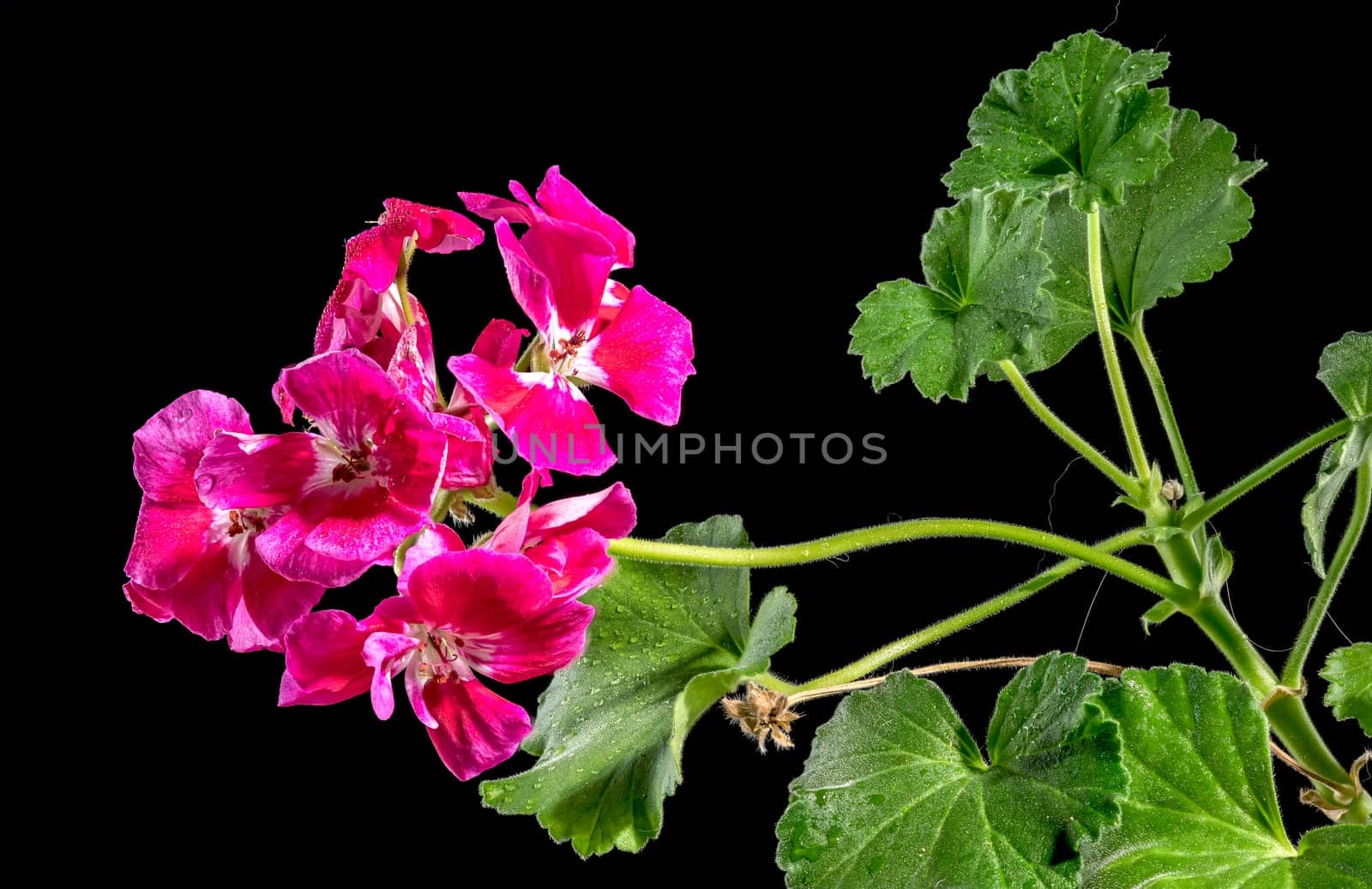 Beautiful Blooming red Pelargonium Toscana Hero flowers on a black background. Flower head close-up.
