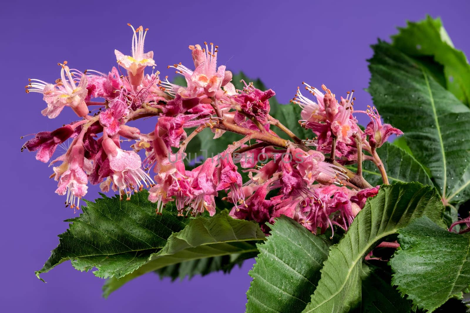 Blooming red horse-chestnut flowers on a purple background by Multipedia