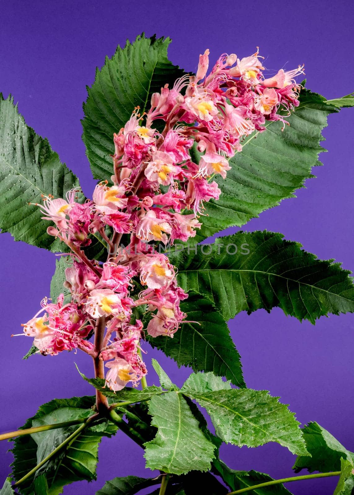Beautiful Blooming red horse-chestnut on a purple background. Flower head close-up.