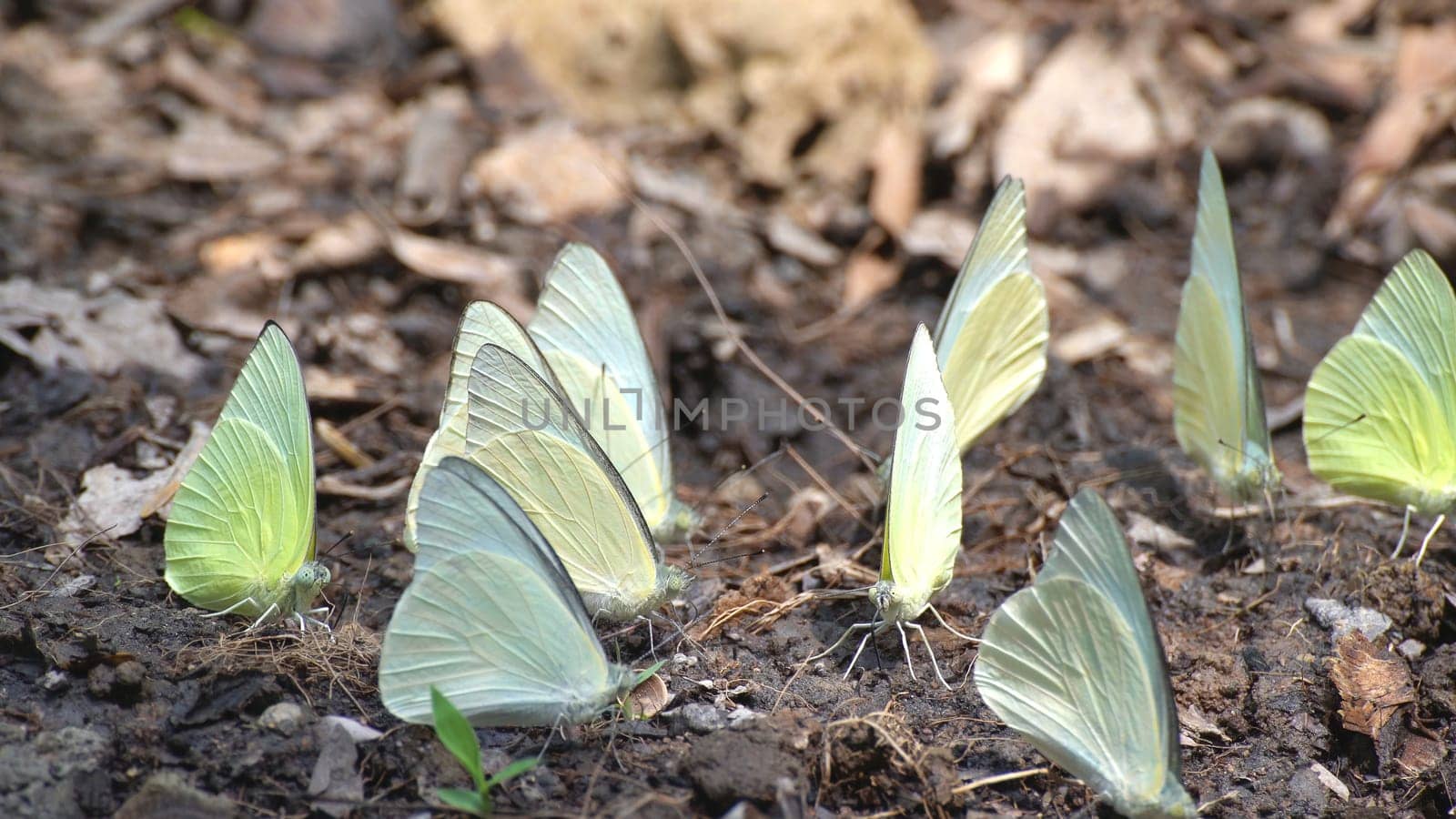 Group of yellow butterfly setting on ground
 by stoonn