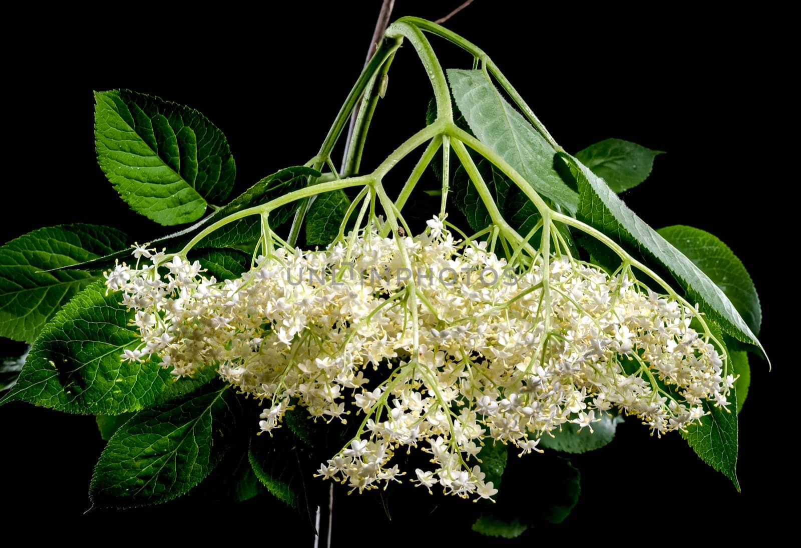 Beautiful Blooming white sambucus isolated on a black background. Flower head close-up.