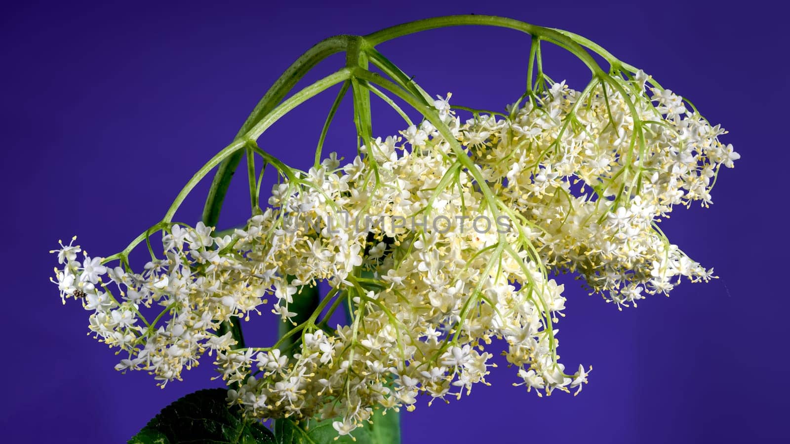 Beautiful Blooming white sambucus on a blue background. Flower head close-up.
