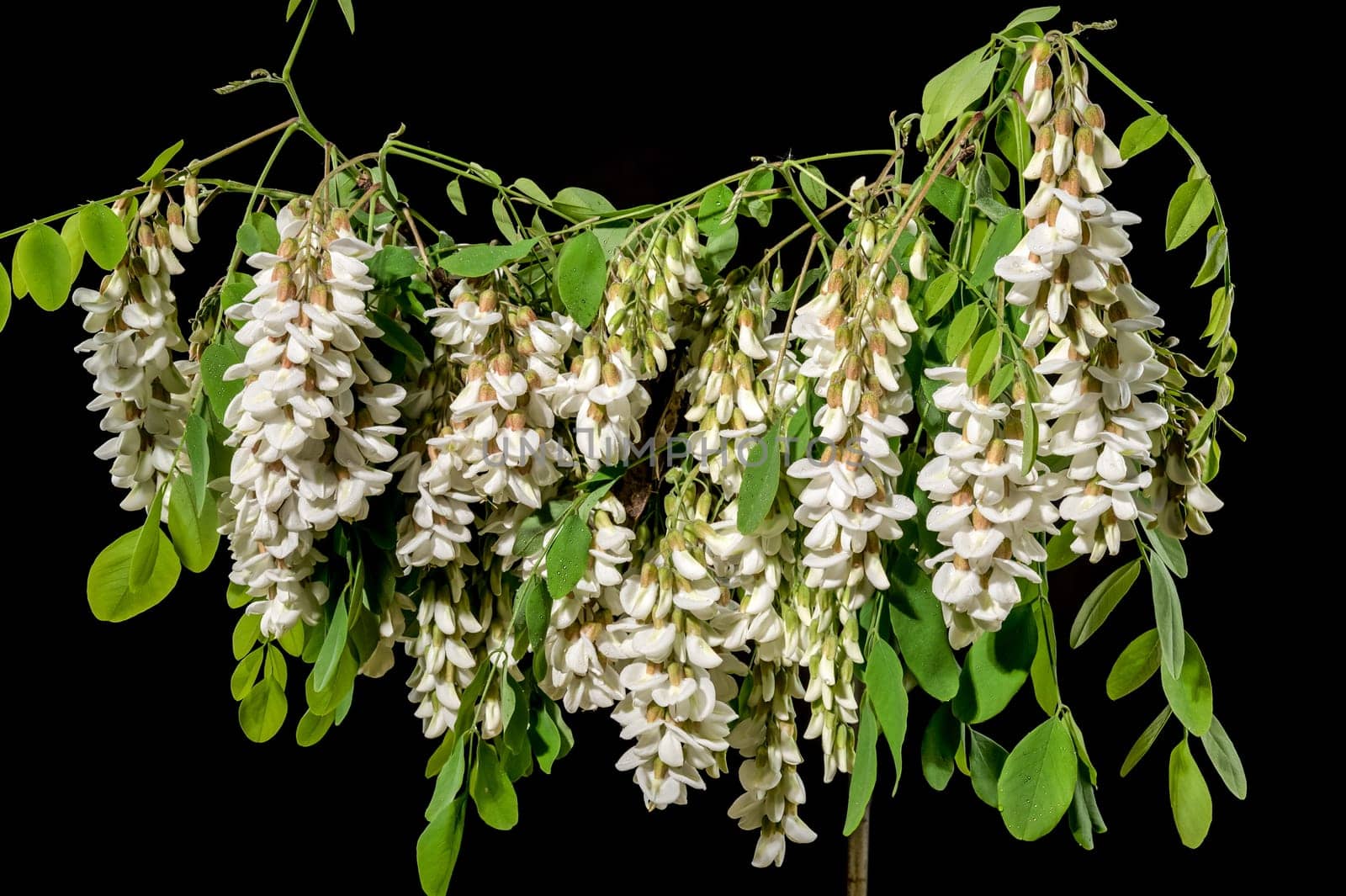 Blooming white acacia on a black background by Multipedia