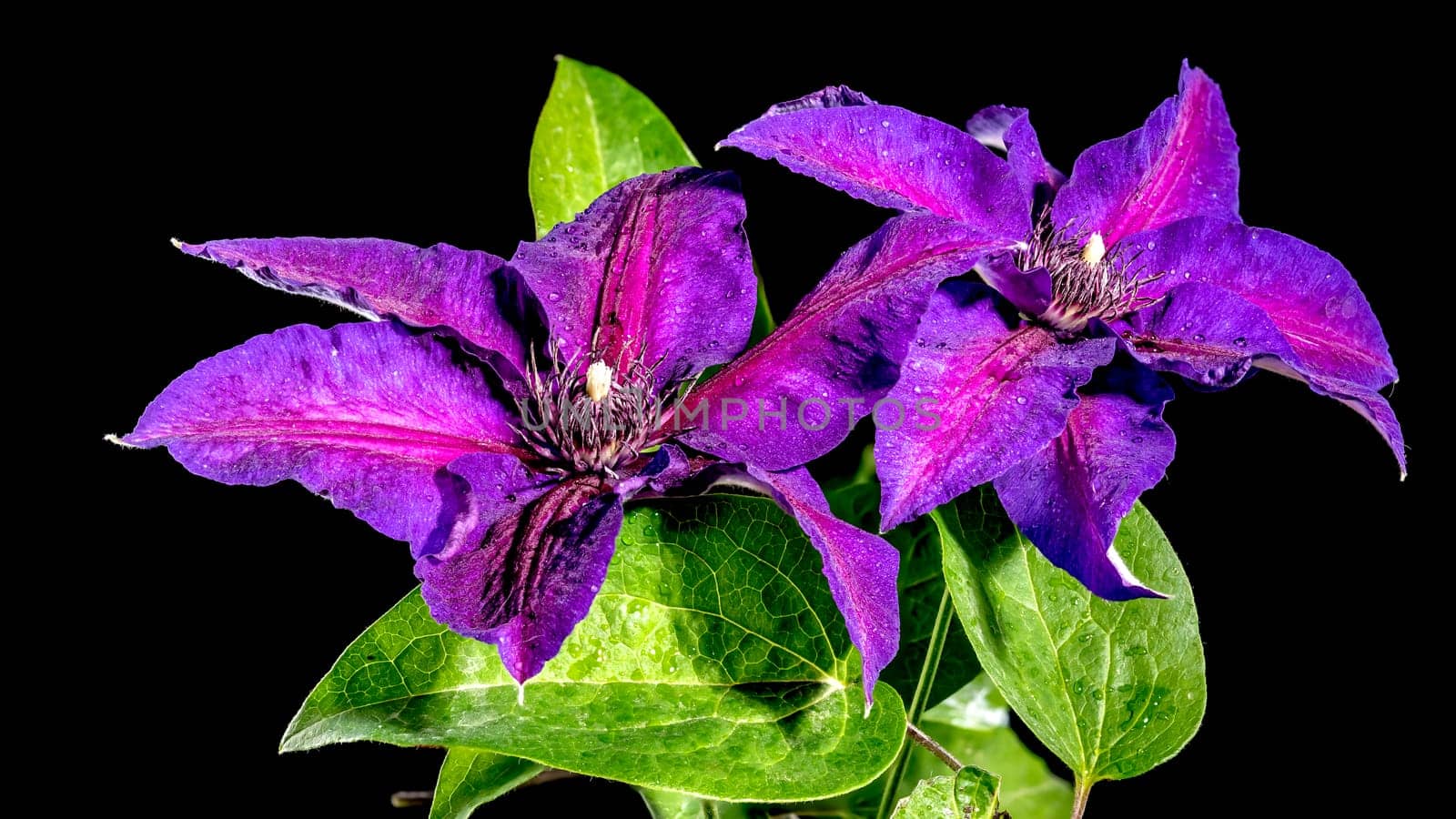 Beautiful Blooming purple Clematis Akaishi flowers isolated on a black background. Flower head close-up.