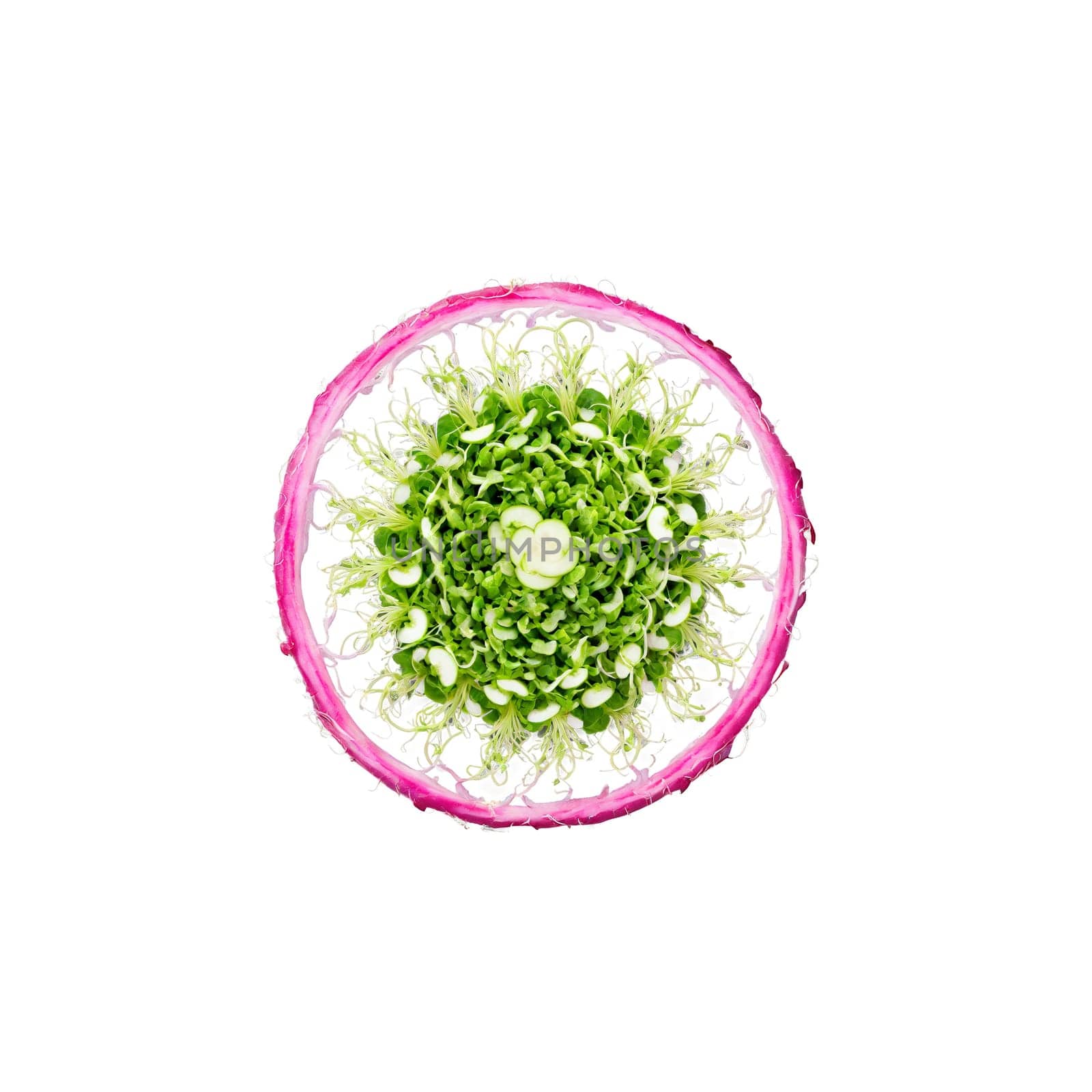 Radish Sprout Mandala vibrant pink radish sprouts forming a captivating spiral leaves gracefully fluttering by panophotograph