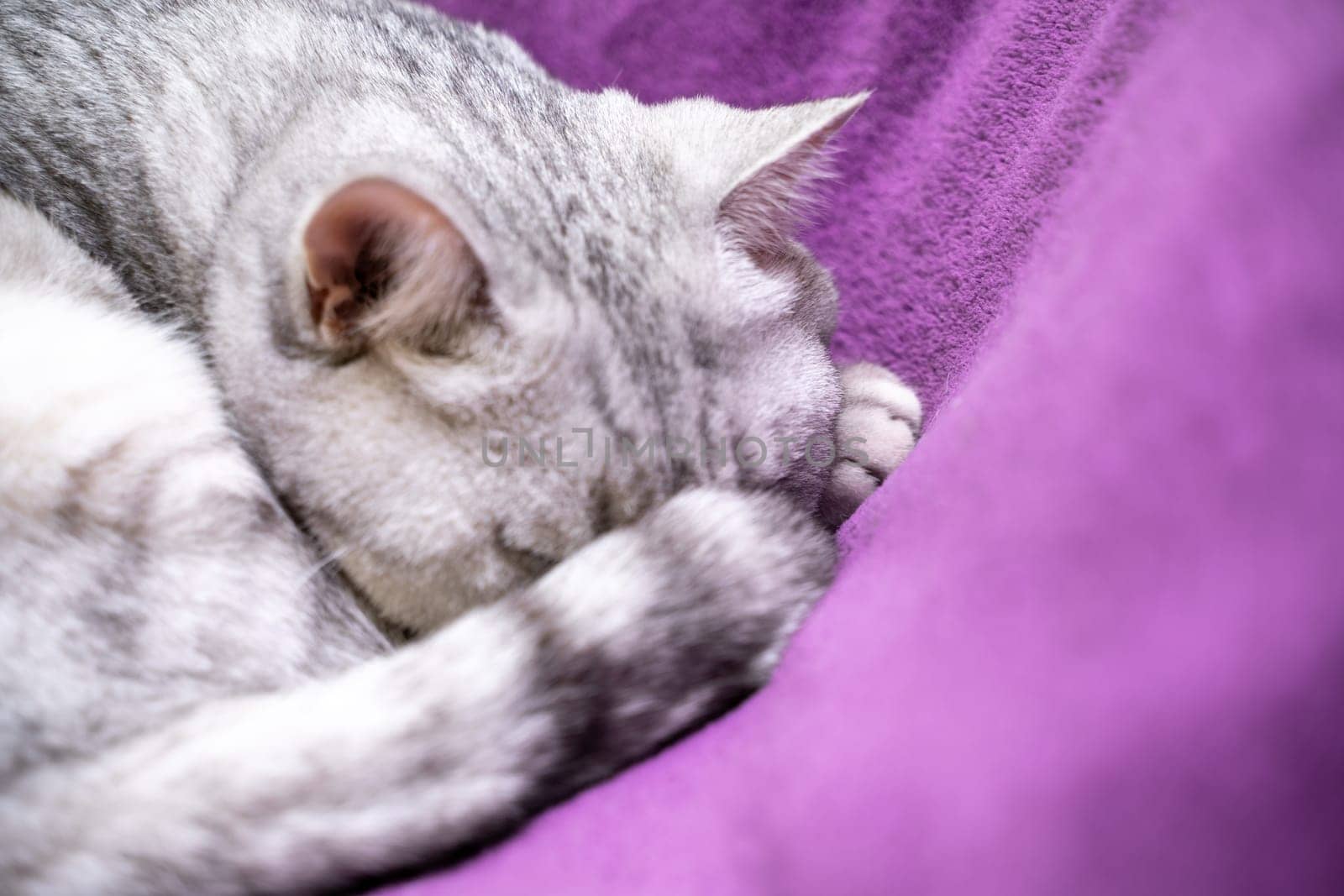 scottish straight cat is sleeping. Close-up of a sleeping cat muzzle, eyes closed. Against the background of a purple blanket. Favorite Pets, cat food. by Matiunina
