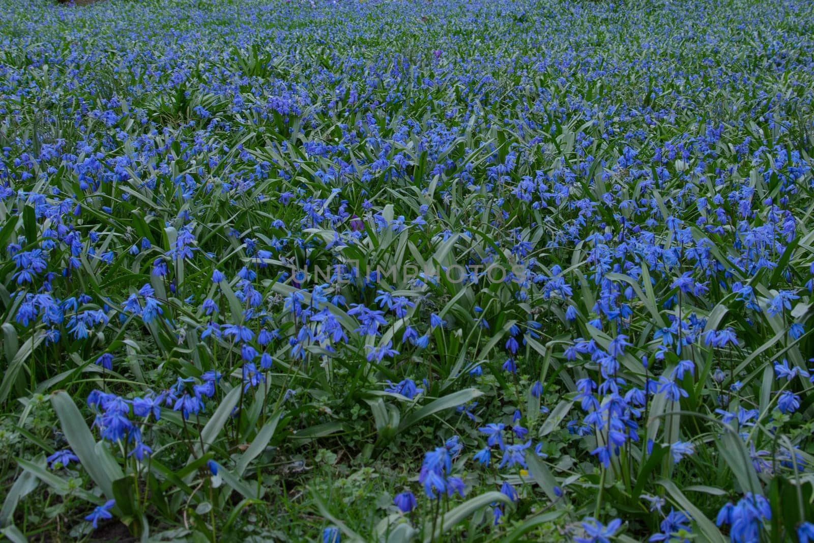 A vibrant field carpeted with bluebell flowers in full bloom. The flowers sway gently in the breeze, creating a sea of blue.