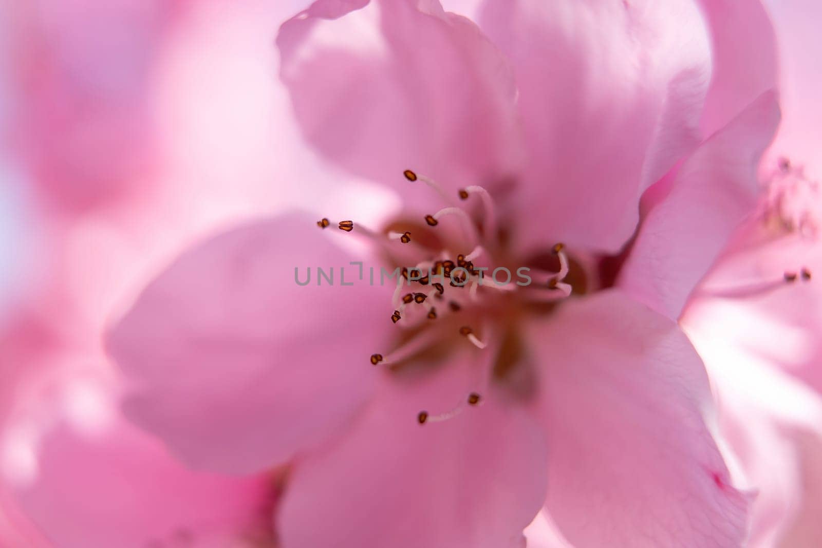 close up pink peach flower with a fuzzy, blurry background. The flower is the main focus of the image, and the background is intentionally blurred to draw attention to the flower. by Matiunina