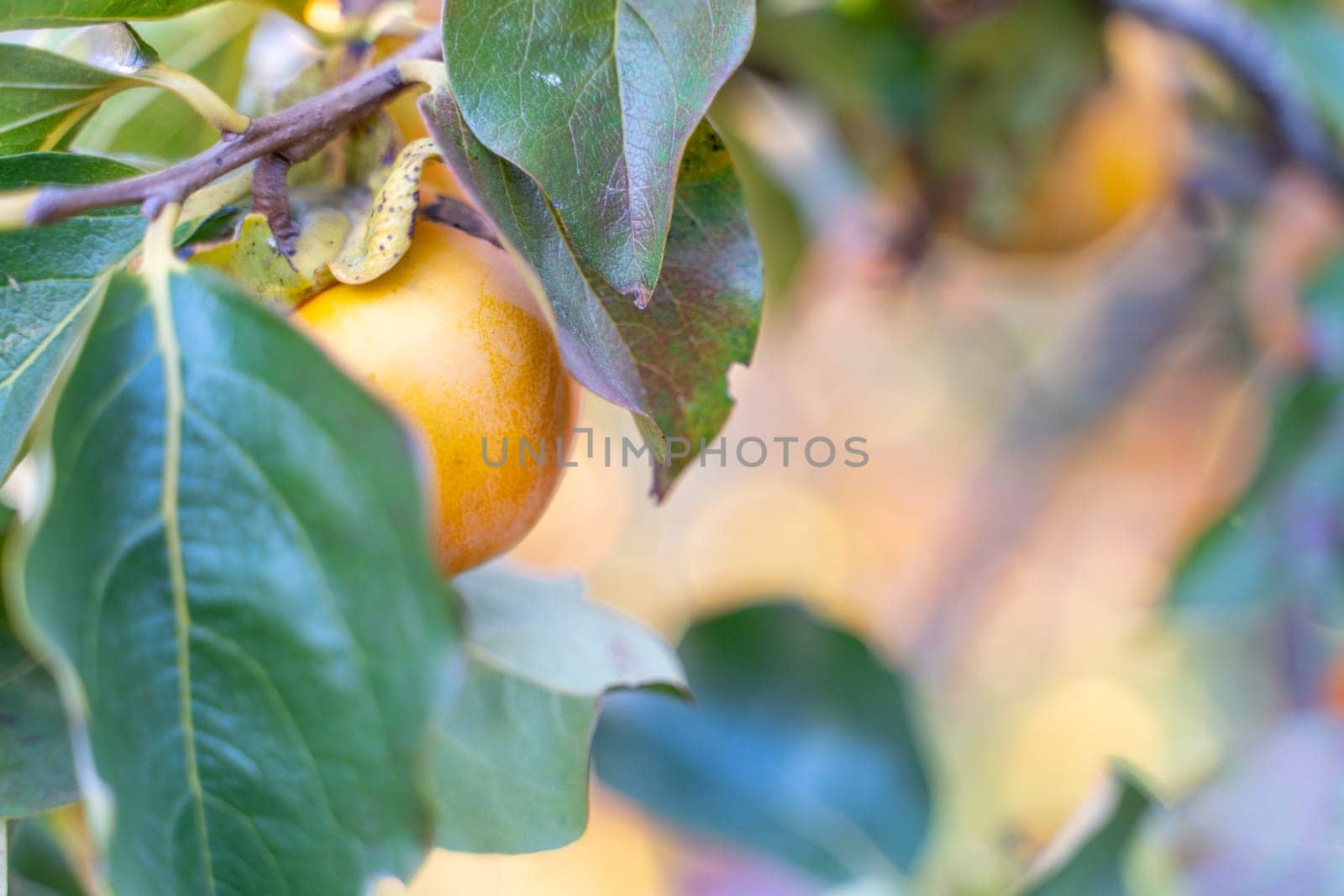 Persimmon ripe fruit garden. Tree branches with ripe persimmon fruits on a sunny day by Matiunina