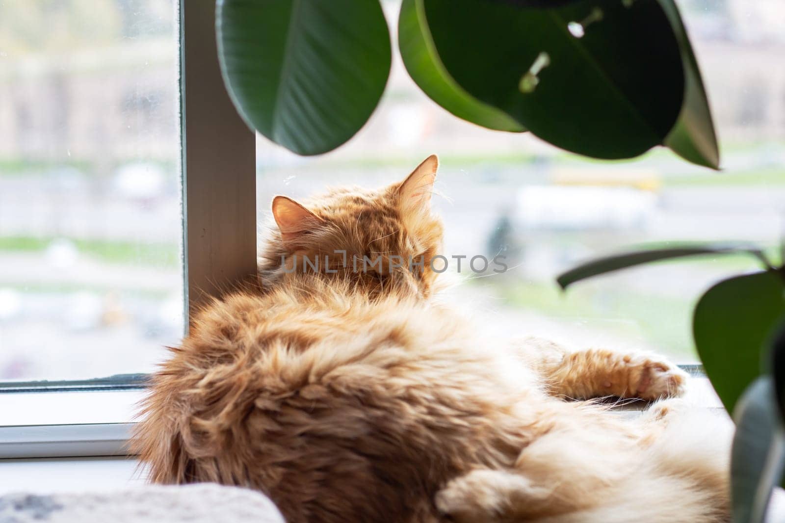 A closeup of a domestic shorthaired cat peacefully laying down with its eyes closed, showcasing its fawn fur, whiskers, and tail