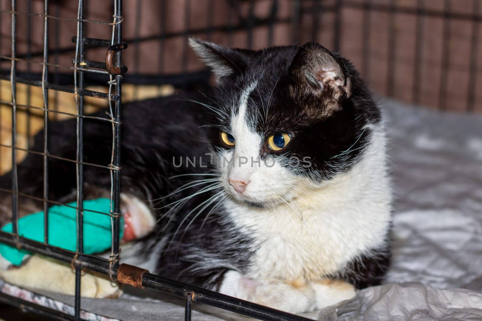 A black and white Domestic shorthaired cat with green eyes and whiskers is lounging in a cage, showcasing its carnivorous nature and sleek fur