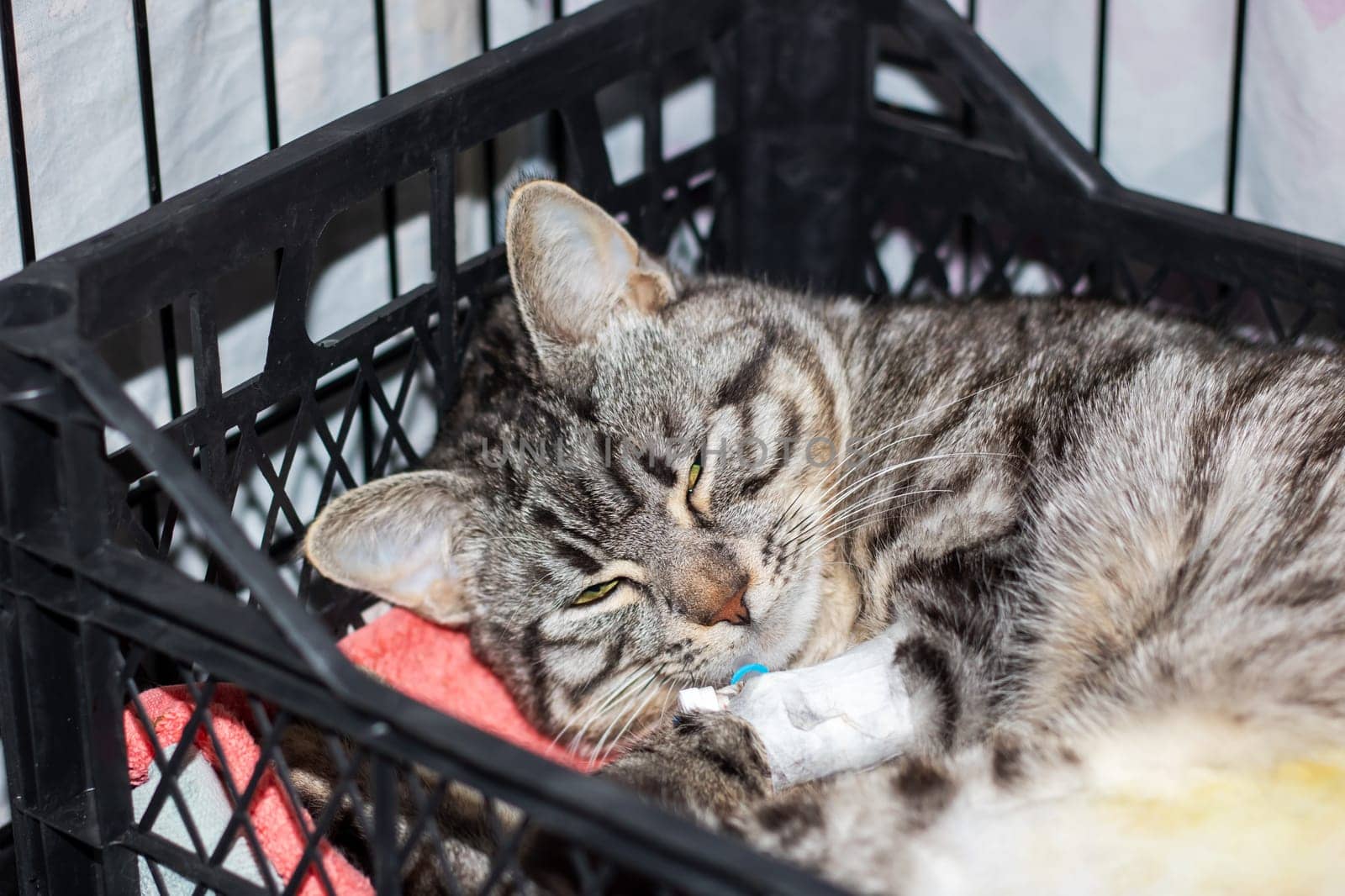 A Felidae, small to mediumsized carnivore cat with whiskers and fur is peacefully sleeping in a crate with an IV in its mouth