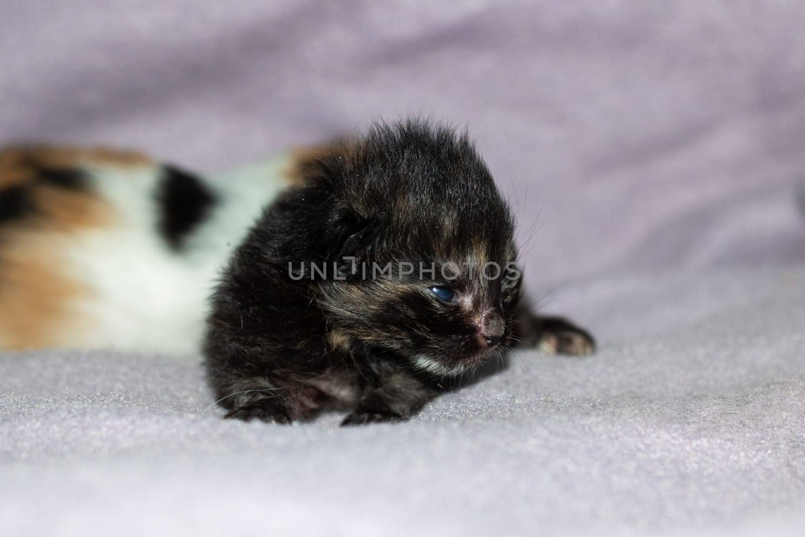 A small Felidae kitten with whiskers is resting on a white blanket. Domestic shorthaired cat with fur, claws, and tail, typical of small to mediumsized cats