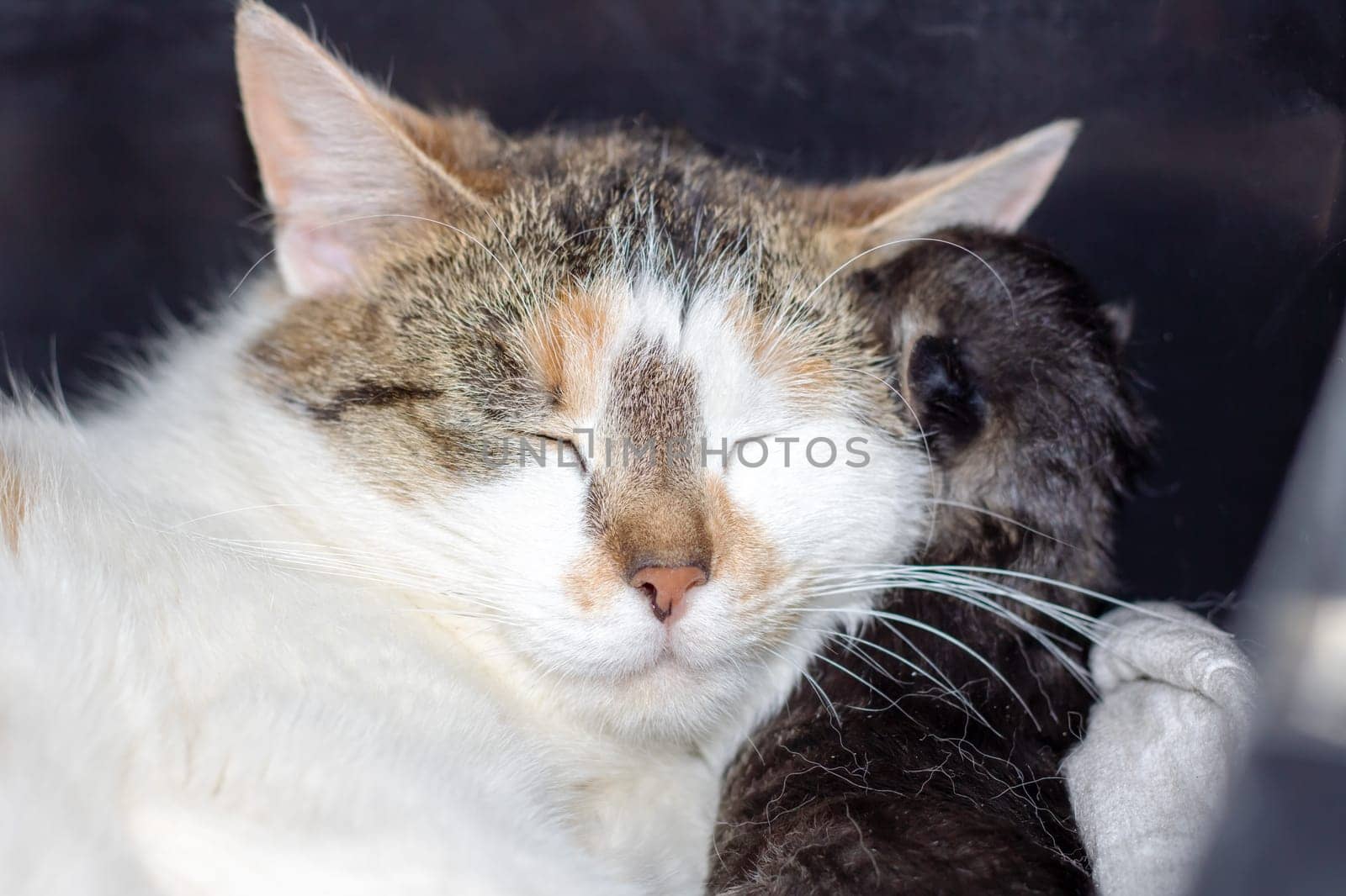 A closeup of a domestic shorthaired cat, a small to mediumsized carnivorous creature within the Felidae family, peacefully sleeping with its eyes closed