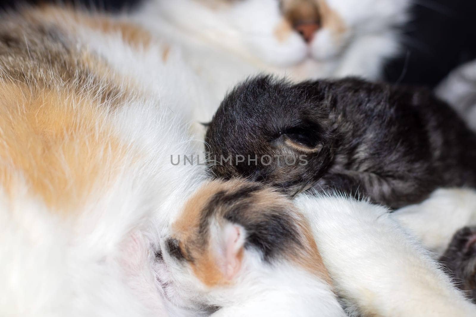 A small calico Felidae kitten with whiskers is nursing from its mothers breast while her tail sways. The closeup shot captures the fawn fur, tiny snout, and fluffy foam around her mouth