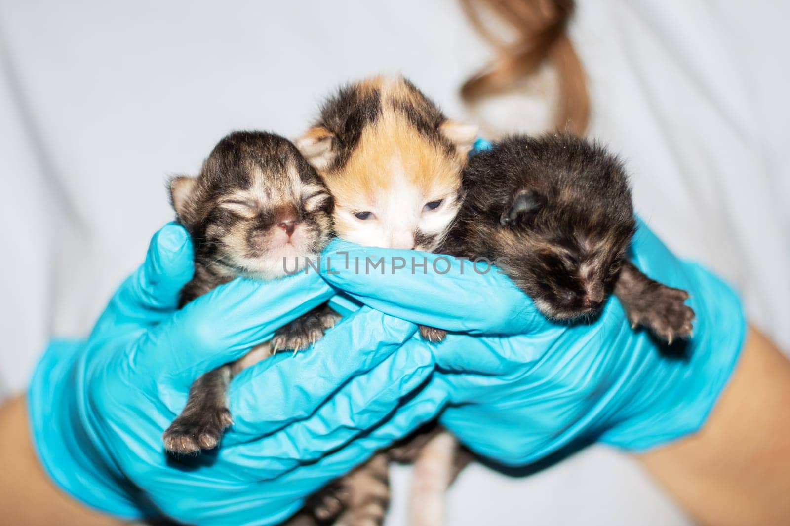 A person in electric blue gloves is cradling three small to mediumsized kittens, providing comfort to the Carnivore Felidae animals with soft fur and whiskers