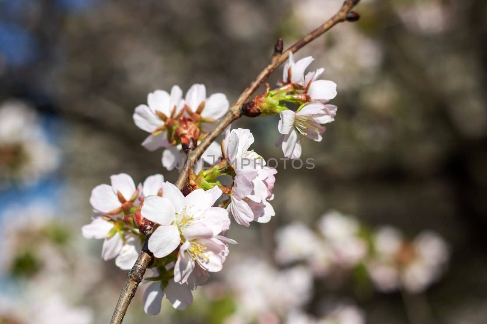 A closeup shot of the beautiful cherry blossoms on a tree branch, showcasing the delicate petals of the flowering plant in full bloom