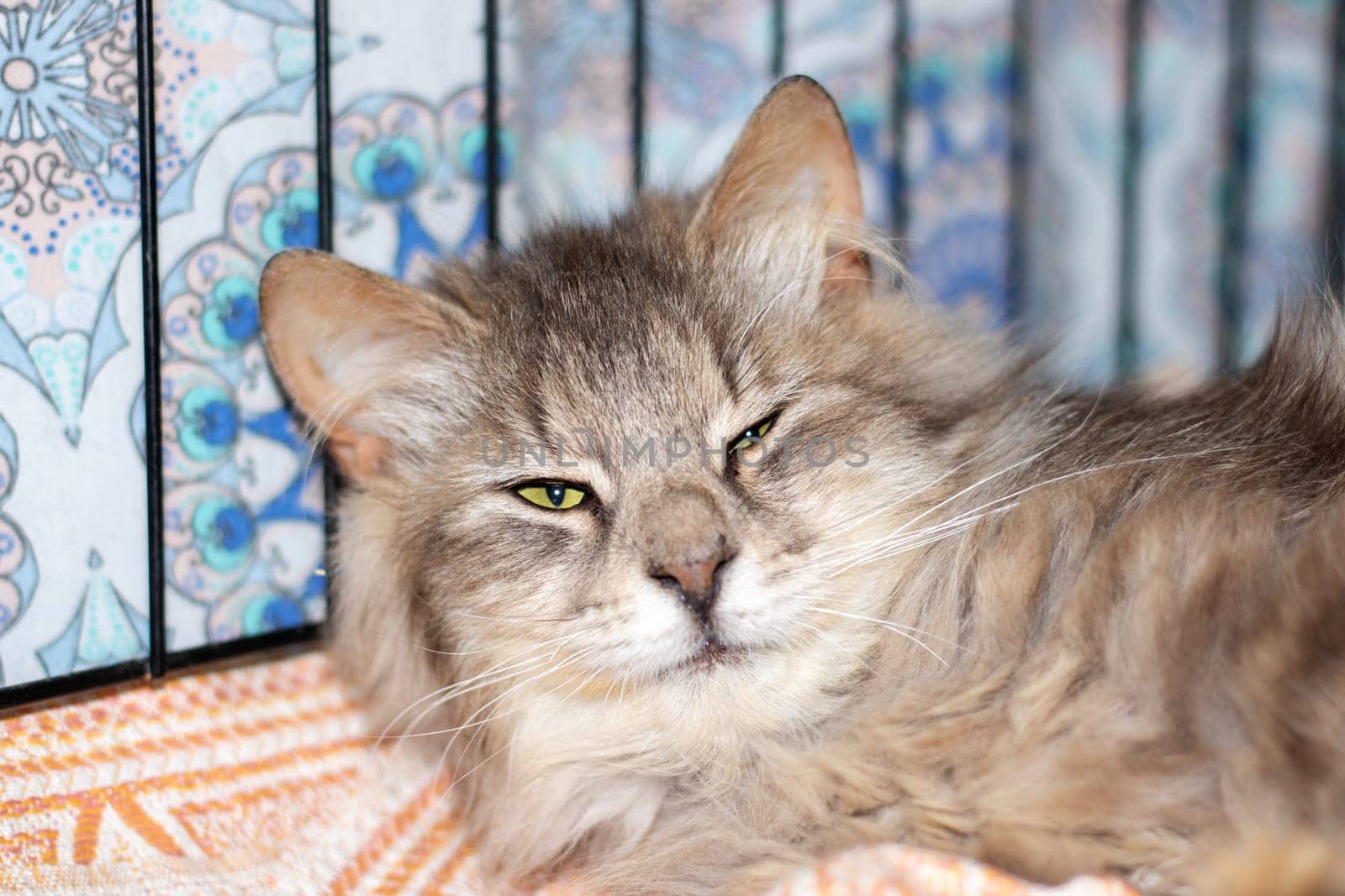 A small to mediumsized cat from the Felidae family, with whiskers and fur, is relaxing in a cage and gazing at the camera with its captivating eyes