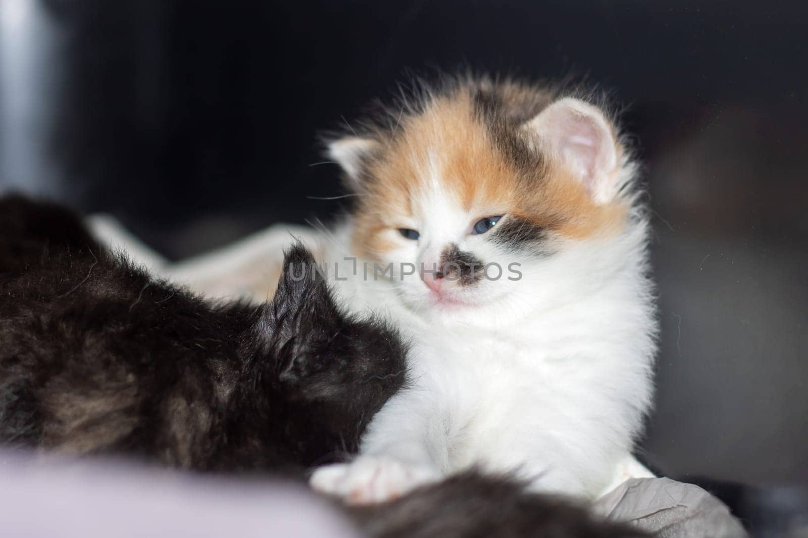 A small calico kitten with captivating blue eyes is among a group of other tiny felidae cats. Its whiskers and tail stand out against its fawn fur, while its snout presses against the window