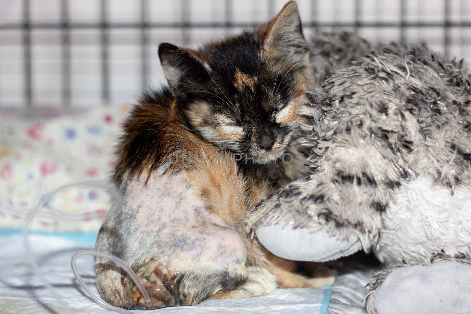 A small calico kitten with captivating blue eyes is among a group of other tiny felidae cats. Its whiskers and tail stand out against its fawn fur, while its snout presses against the window